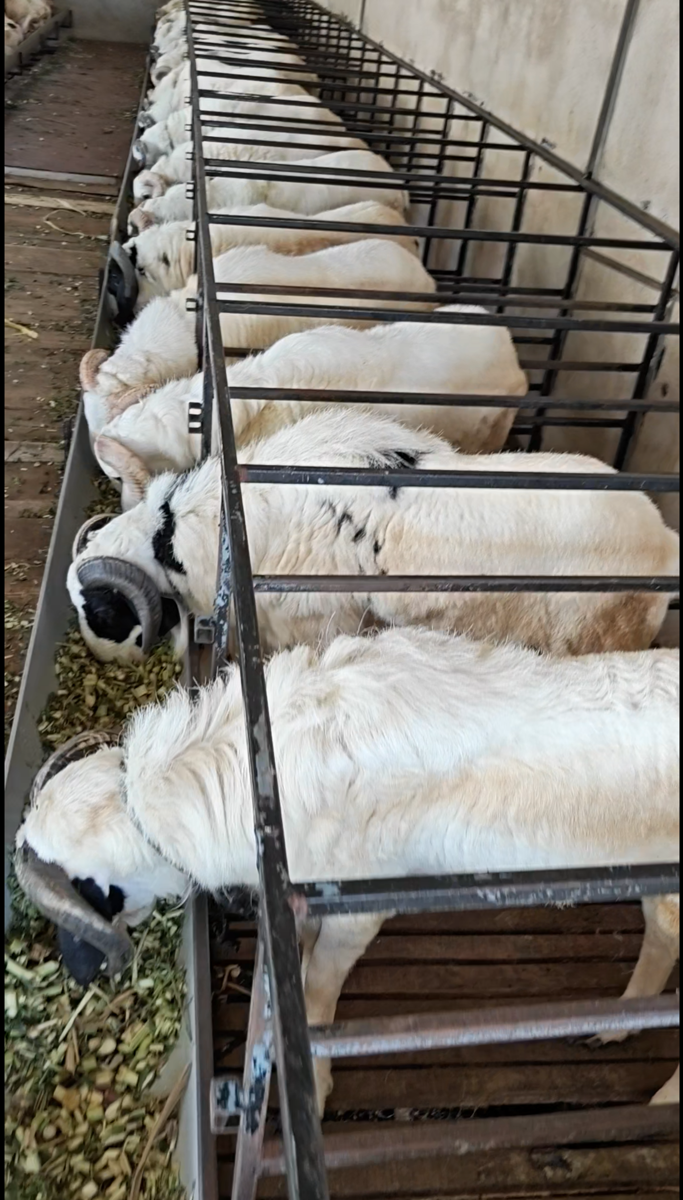 Premium Large Heavyweight Ram suitable for Qurbani